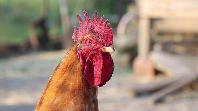funny rooster shaking his head