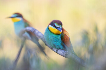 pair of beautiful colored birds