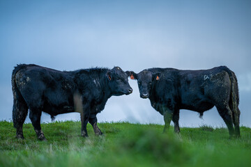 Bulls and cows eating log grass in Australia.