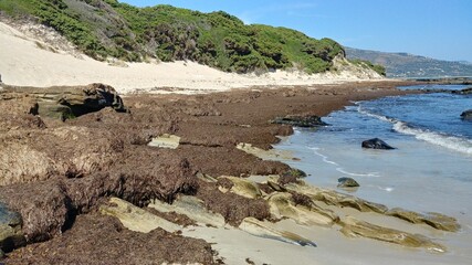 Asian seaweed plague off the coast of Cadiz  © Antonio