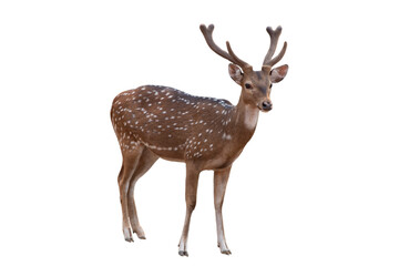 Spotted deer,Cute spotted fallow deer isolated on the white background. - obrazy, fototapety, plakaty