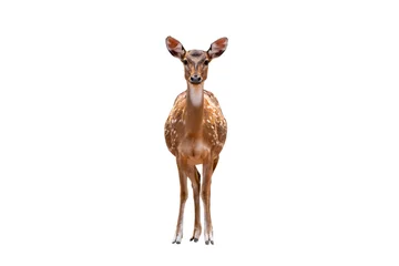 Photo sur Plexiglas Cerf Cerf tacheté, daim tacheté mignon isolé sur fond blanc.