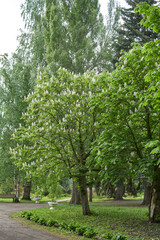 A tree from the genus Chestnut in a garden.