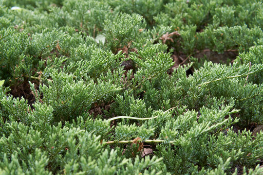 Juniperus horizontalis 'Prince of Wales' in the garden.