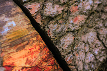 Tree bark texture. Autumn wood texture. Ageing wood.