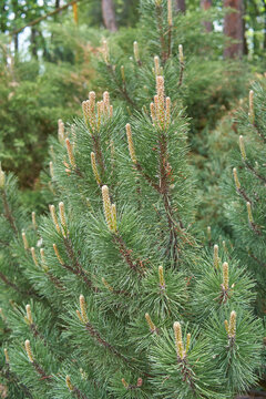 Young shoots of pine species Pinus mugo Turra in late spring.