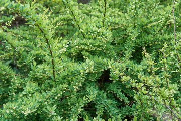 Thunberg's barberry at the end of spring.