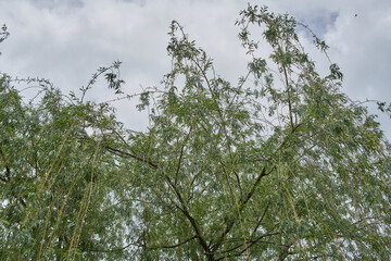Weeping willow in the garden. Photo taken on overcast day.