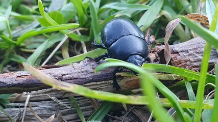 state potato beetle