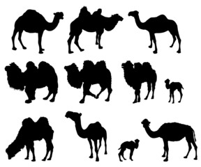Camels and little camels silhouettes svg vector illustrations collection set