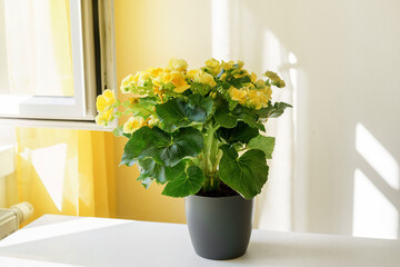 Close up of beautiful yellow begonia in a pot at the table next to a window. Positive bright yellow colors. Shadows on the wall. Home gardening
