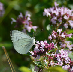 schmetterling