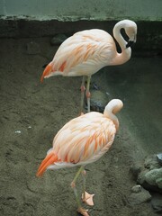 I went to see the creatures in the Kusatsu Tropical Wonderland