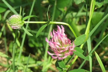 Purple clover flowers on natural green grass background 