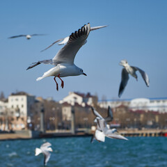 Fototapeta na wymiar Image of seabirds. Image of seagulls.