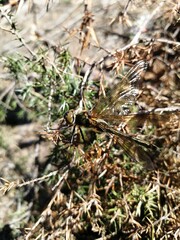 close up of grass