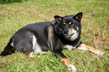 black and tan shiba inu dog lying in the grass