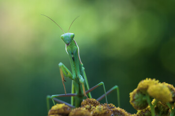 Mantis - Mantis religiosa portrait of an insect on a flower. The background is green.