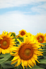 Summer background with heads of sunflower in the field, selective focus.