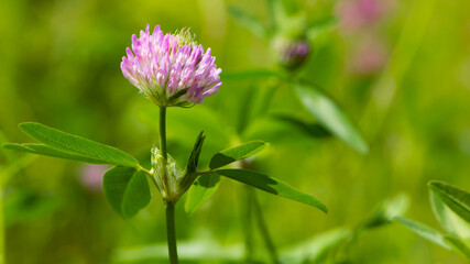 Red Clover, Trifolium pratense, in a typical meadow environment. delicate flower, on a light green natural background. macro nature. wild flower. pink clover, flower in the field. close-up