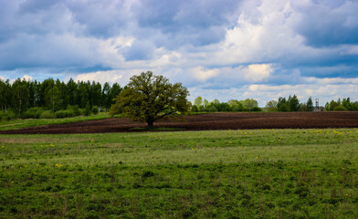 Fototapeta na wymiar Oak on the edge of the field