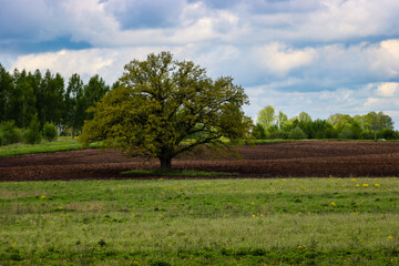 Fototapeta na wymiar Oak on the edge of the field