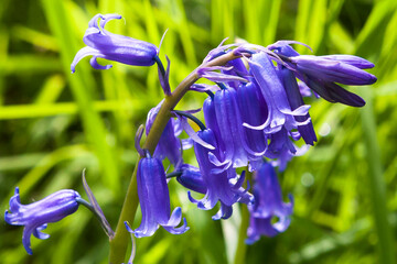 Close-up of bluebells (Hyacinthoides non-scripta) growing in Alver Valley Country Park, Gosport,...
