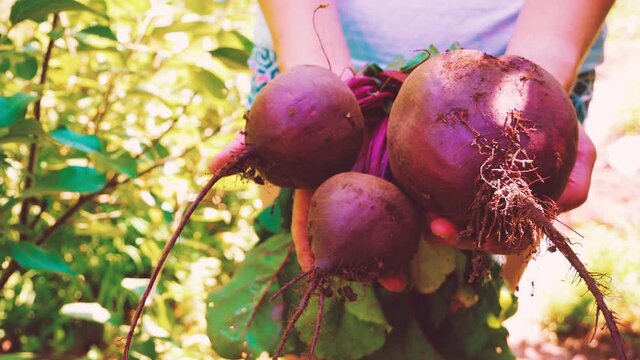 A young girl farmer is holding a harvest of red beets in her dirty hands. Unwashed root vegetables close up