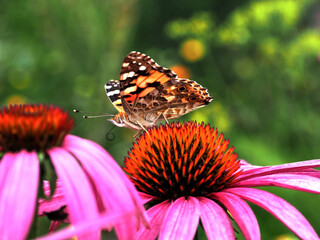 Vanessa cardui auf Echinacea purpurea