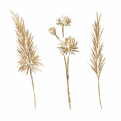 Set of dried flowers and pampas grass. Suitable for printing, web, textile design, souvenirs, scrapbooking.