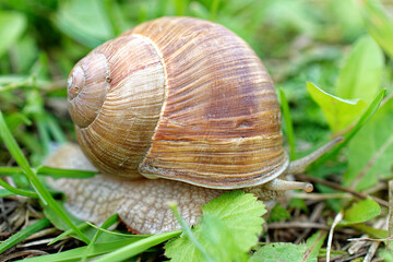 Close-up of the shell of a grape snail among the grass. The snail hid.