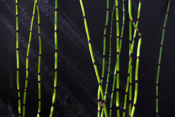 Barred horsetail (Equisetum japonicum), against a black background, growing in a small pond in a private garden in Gosport, Hampshire, England, UK