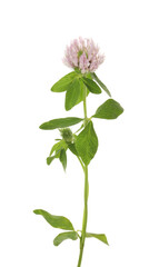 Beautiful blooming clover plant isolated on white