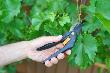 pruning a tree