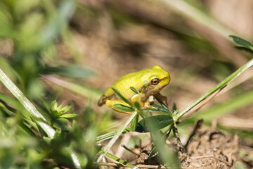 junger Laubfrosch im Gras