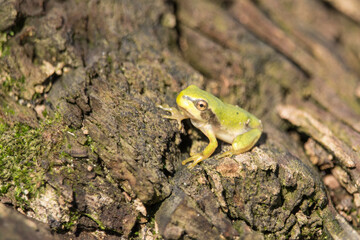 junger Laubfrosch