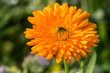 blühende Ringelblume