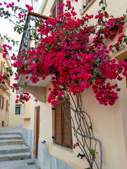 Bougainvillea blooming plant red color flowers at Syros island, Cyclades, Greece. Vertical