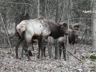 Bull elk in the molting process of shedding their winter coats. They have shed their antlers, and now have skin-covered nubs on the heads. Living in the Elk State Forest, Northcentral Pennsylvania