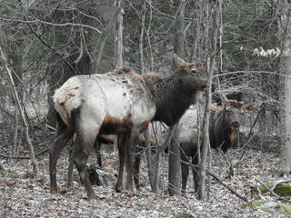 Bull elk in the molting process of shedding their winter coats. They have shed their antlers, and now have skin-covered nubs on the heads. Living in the Elk State Forest, Northcentral Pennsylvania