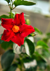 만데빌라 꽃 화분