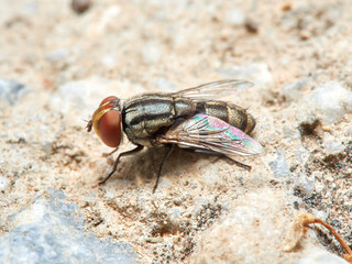 Fly of the genus Miltogramma. Sarcophagidae family. 