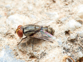 Fly of the genus Miltogramma. Sarcophagidae family. 