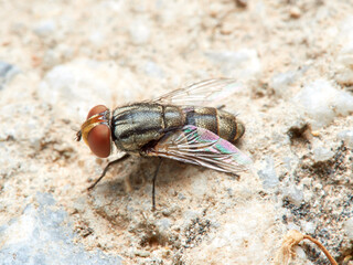 Fly of the genus Miltogramma. Sarcophagidae family. 