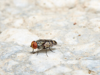 Fly of the genus Miltogramma. Sarcophagidae family. 