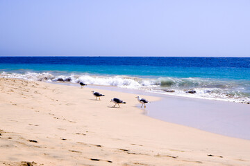 Fuerteventura beach, Canary Island