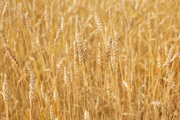 Close up of wheat ears. Field of wheat in a summer day. Image of ripe wheat spikes. Golden wheat field. Rich  harvest concept. Scenery, ripening ears of wheat field. Rural countryside - Agriculture.