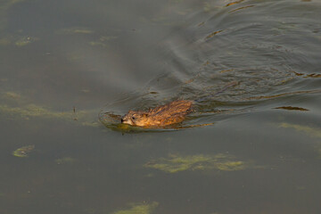 Muskrat floats in the water