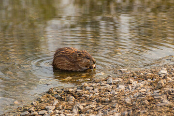 Muskrat sits on the shore