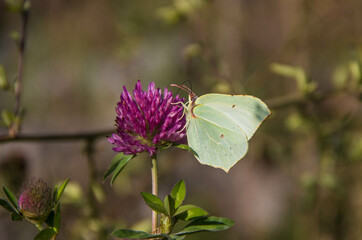 Green butterfly on clover flower